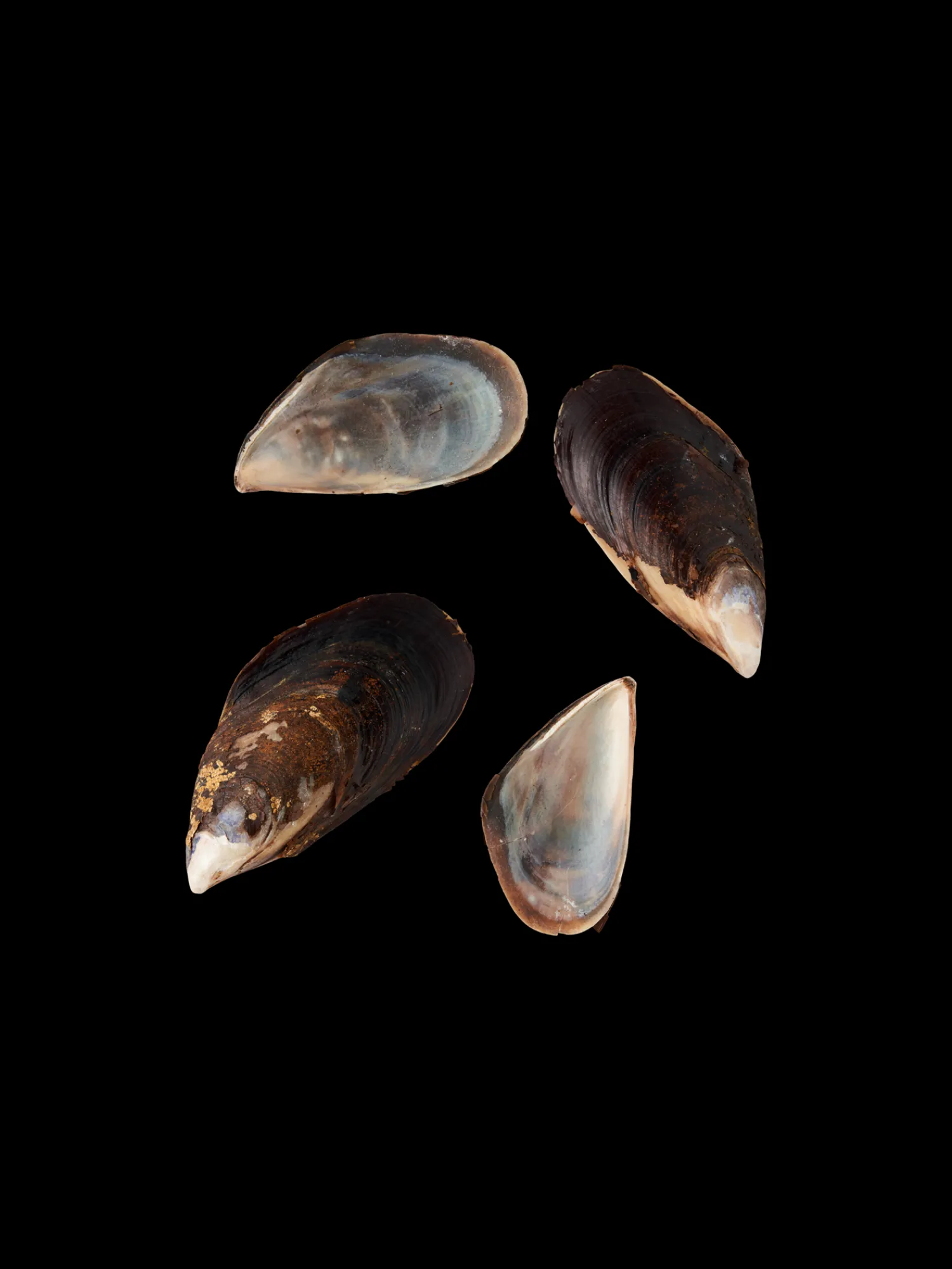 Søstrene Grene Dekoration^Blå Muslinger