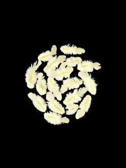 Søstrene Grene Dekoration^Fjer