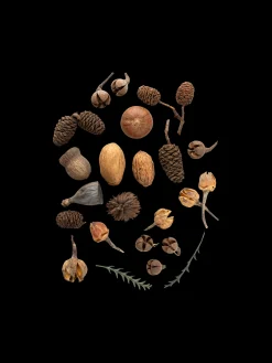 Søstrene Grene Julepynt|Dekoration^Naturligt Pynt