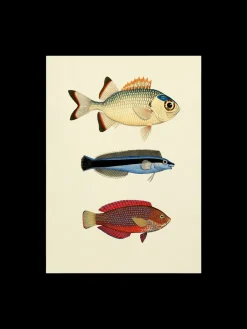 Søstrene Grene Rammer Og Plakater^Plakat 50 X 70