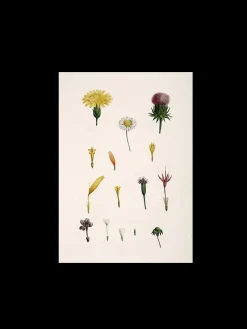 Søstrene Grene Rammer Og Plakater^Plakat A3