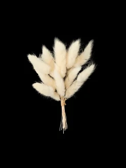 Søstrene Grene Dekoration^Tørret Harehalegræs Til DIY